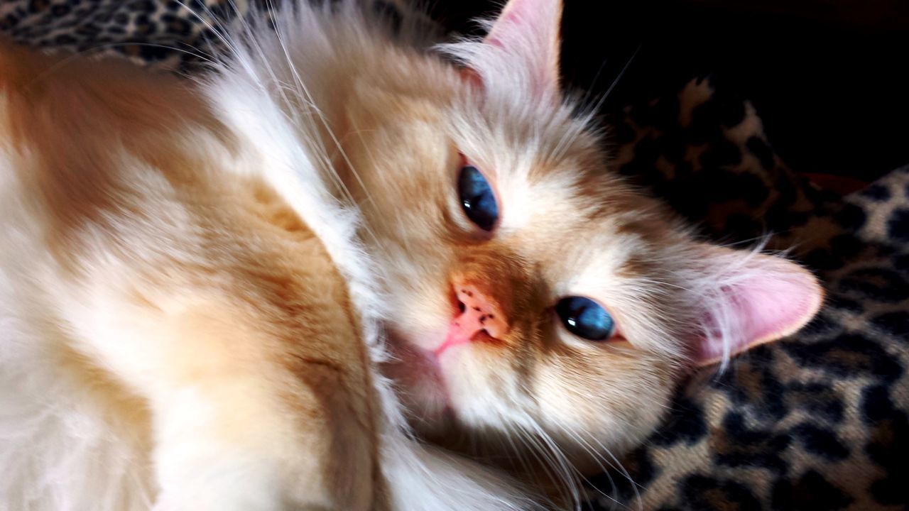 High angle portrait of cat on bed