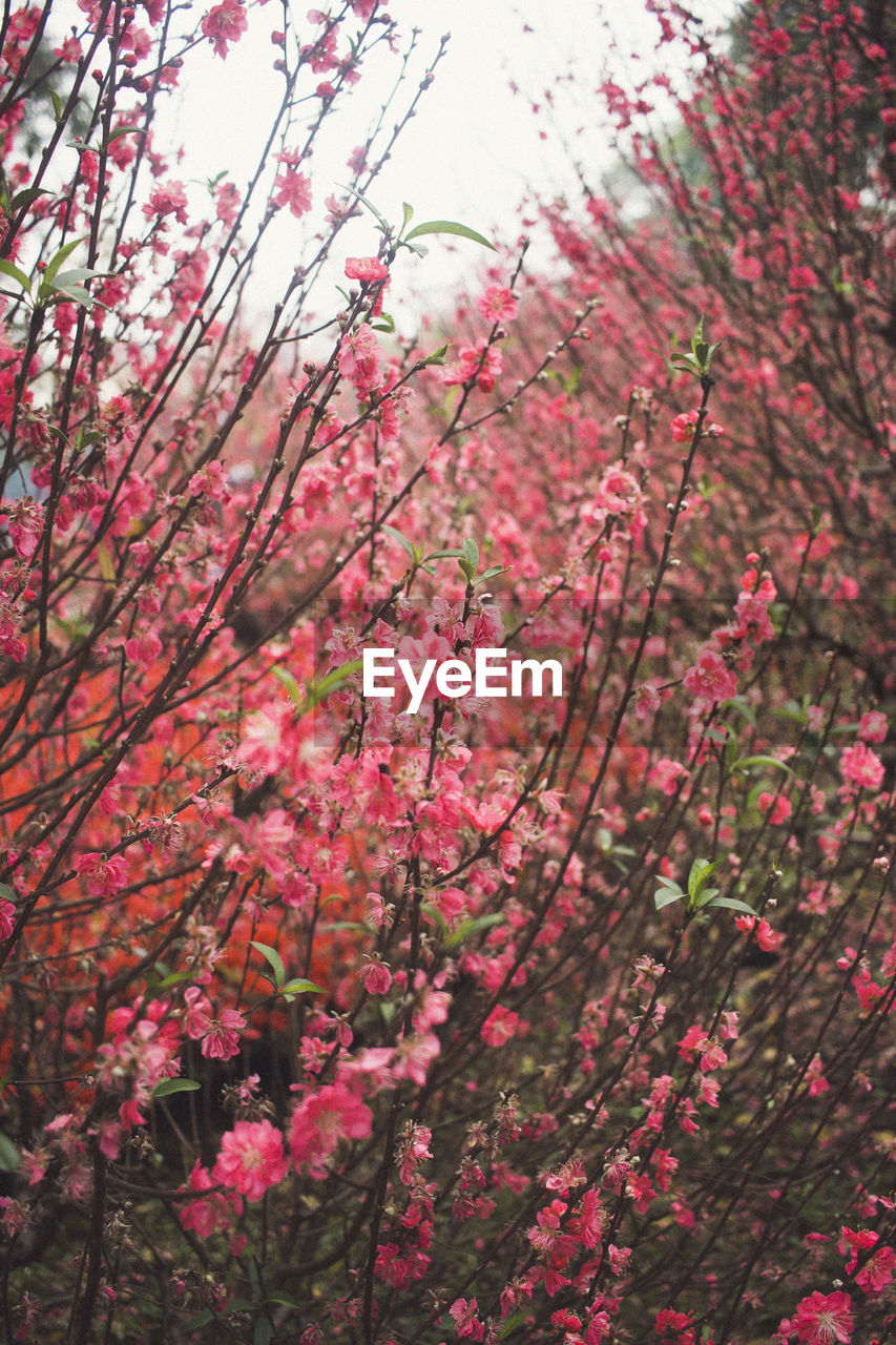 CLOSE-UP OF PINK FLOWER TREE