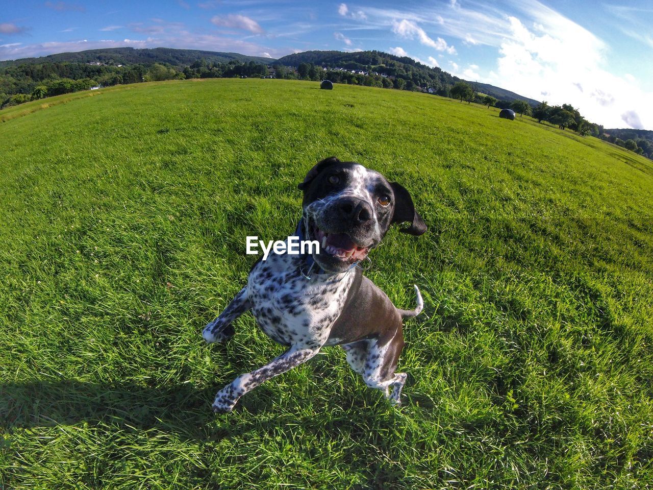 Dog on grassy field against sky