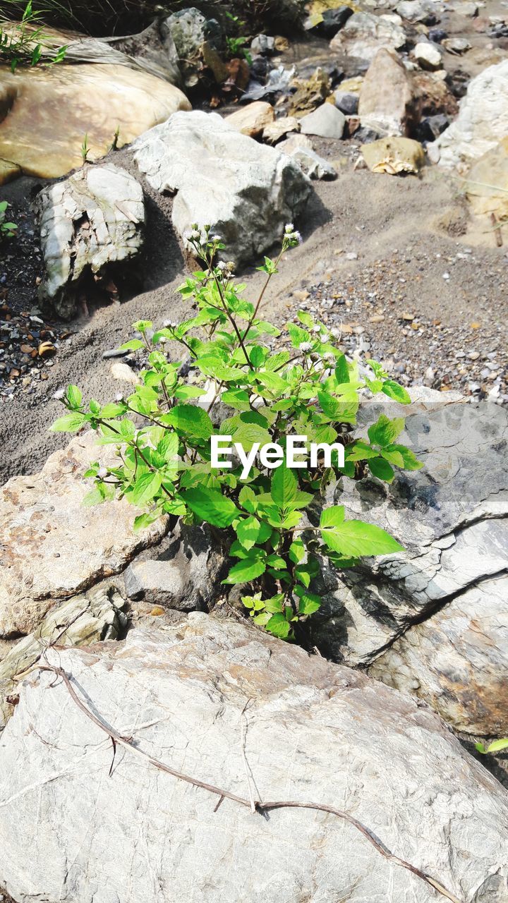 PLANTS GROWING IN SUNLIGHT