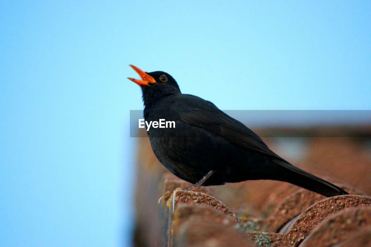 LOW ANGLE VIEW OF BIRD PERCHING ON ROCK AGAINST SKY