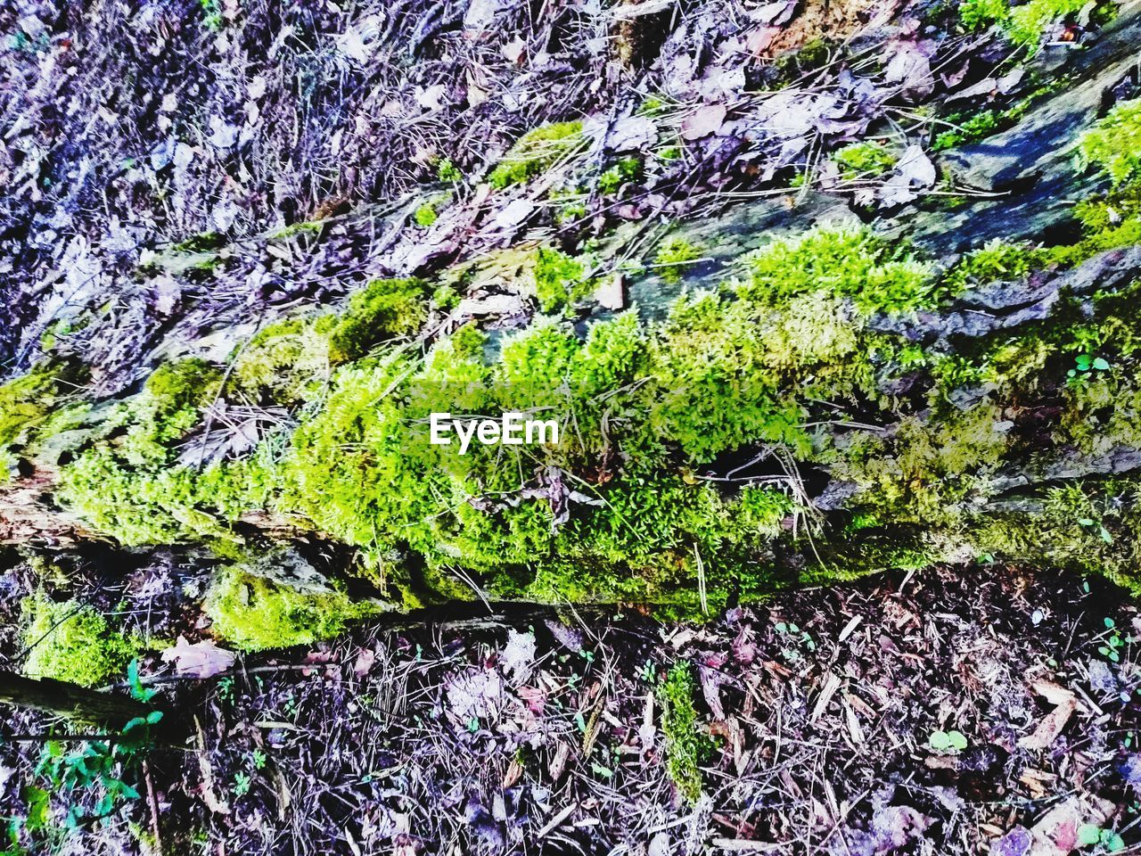 TREES GROWING IN PARK