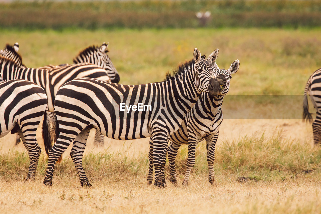 Zebra standing on field