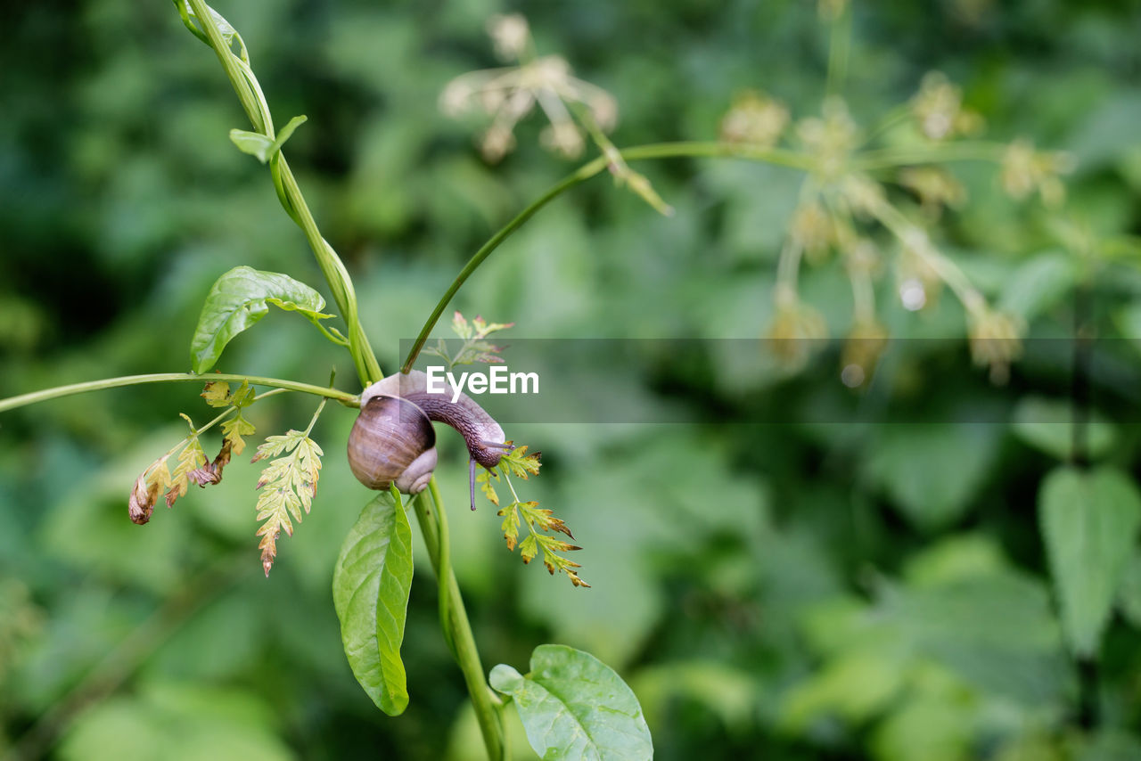 Close-up of snail on plant