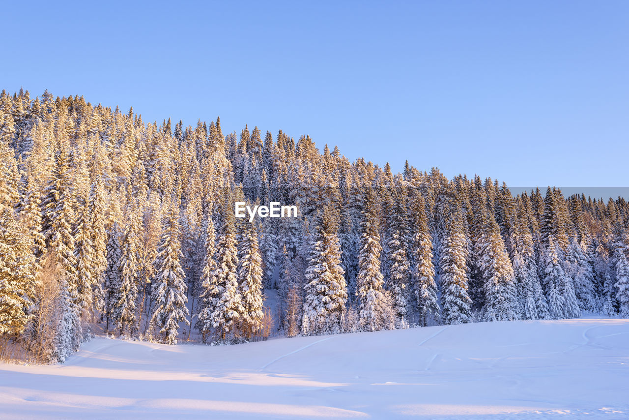 snow, winter, cold temperature, tree, plant, scenics - nature, nature, beauty in nature, forest, environment, pine tree, landscape, sky, coniferous tree, land, blue, tranquil scene, pine woodland, pinaceae, frozen, tranquility, woodland, non-urban scene, no people, mountain, white, clear sky, copy space, mountain range, ice, spruce tree, evergreen tree, idyllic, sunlight, day, polar climate, outdoors, remote, wilderness, frost, spruce, wrapped, piste, sunny, travel destinations, rural scene, snowcapped mountain, panoramic, wilderness area