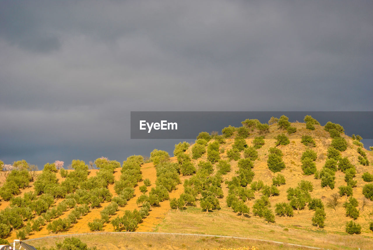 TREES GROWING ON LAND AGAINST SKY