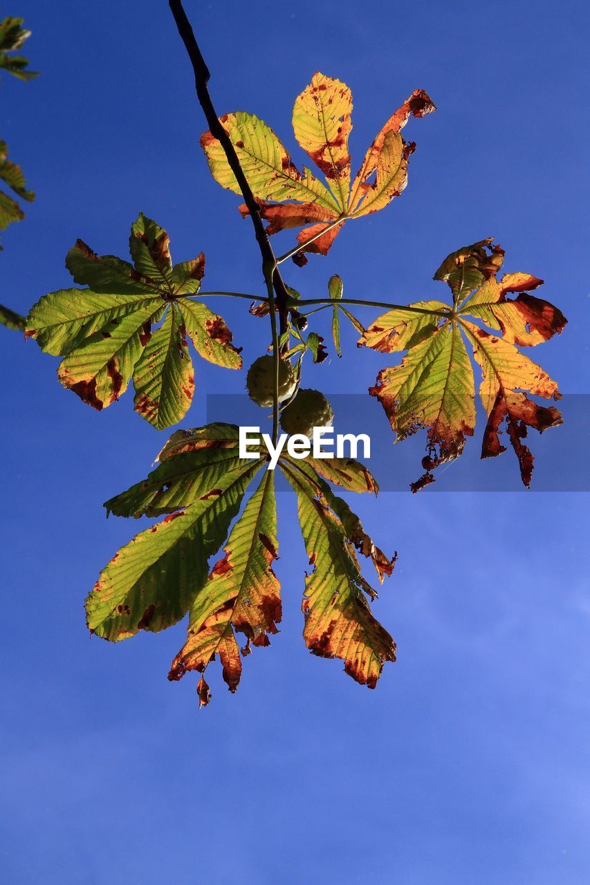 LOW ANGLE VIEW OF LEAVES AGAINST BLUE SKY