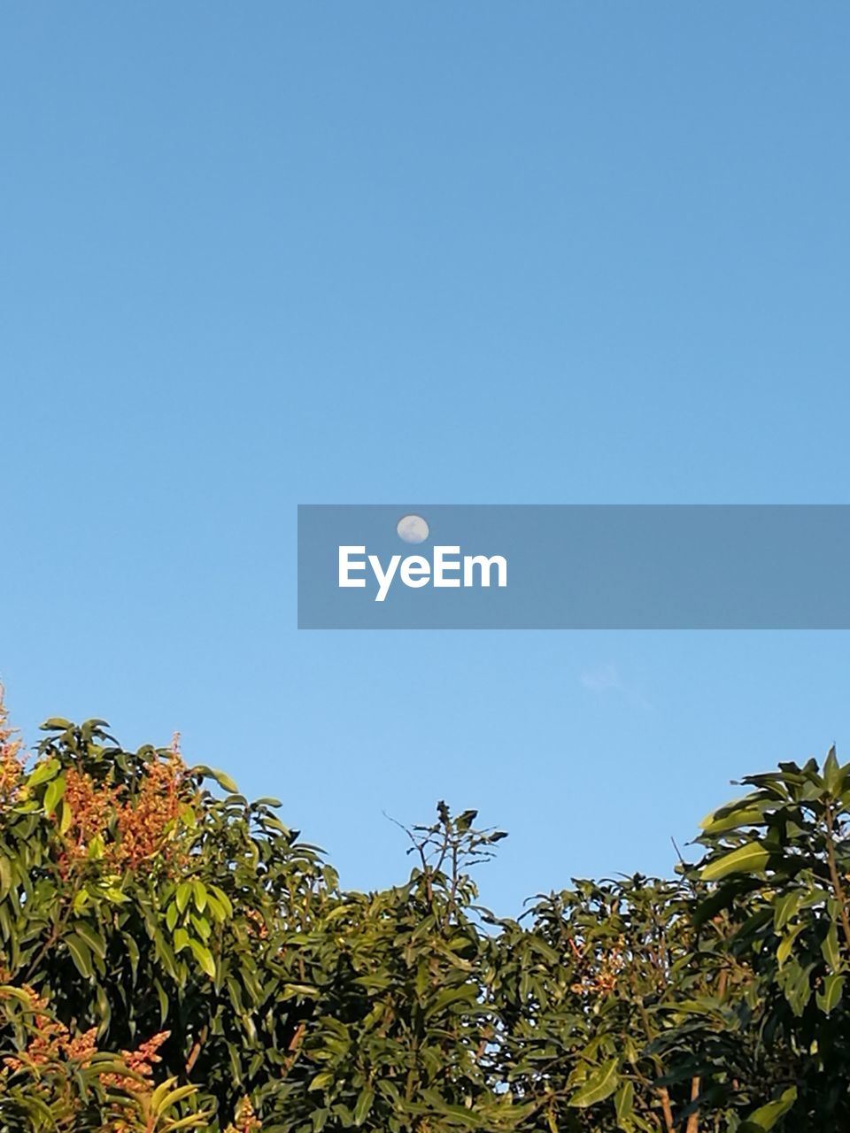 LOW ANGLE VIEW OF MOON IN SKY