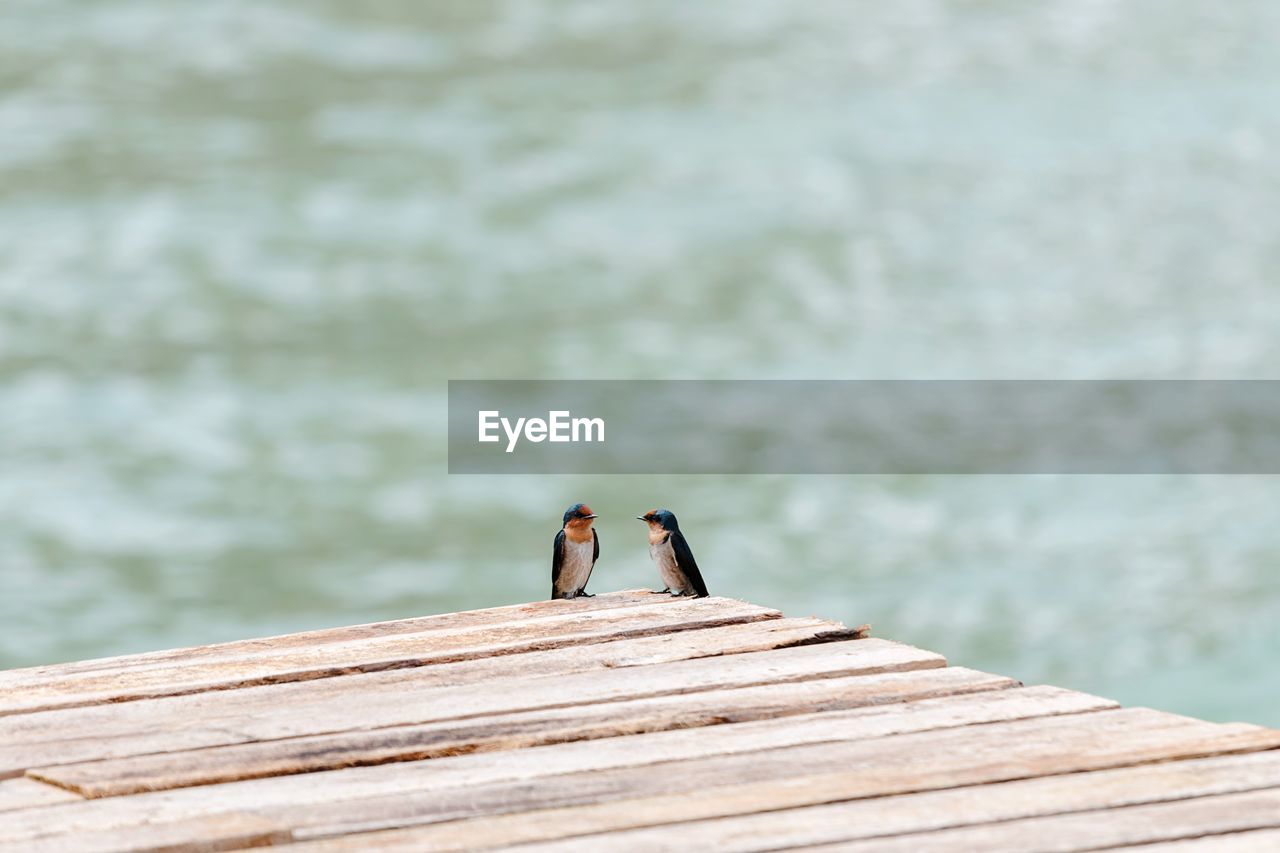 Birds perching on pier against lake