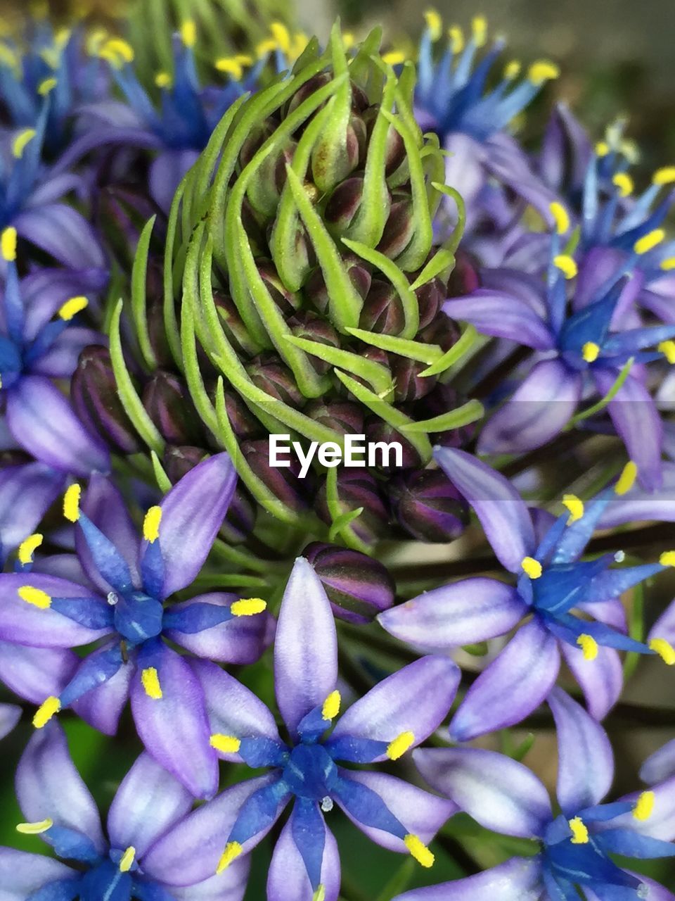 Close-up of purple flowers