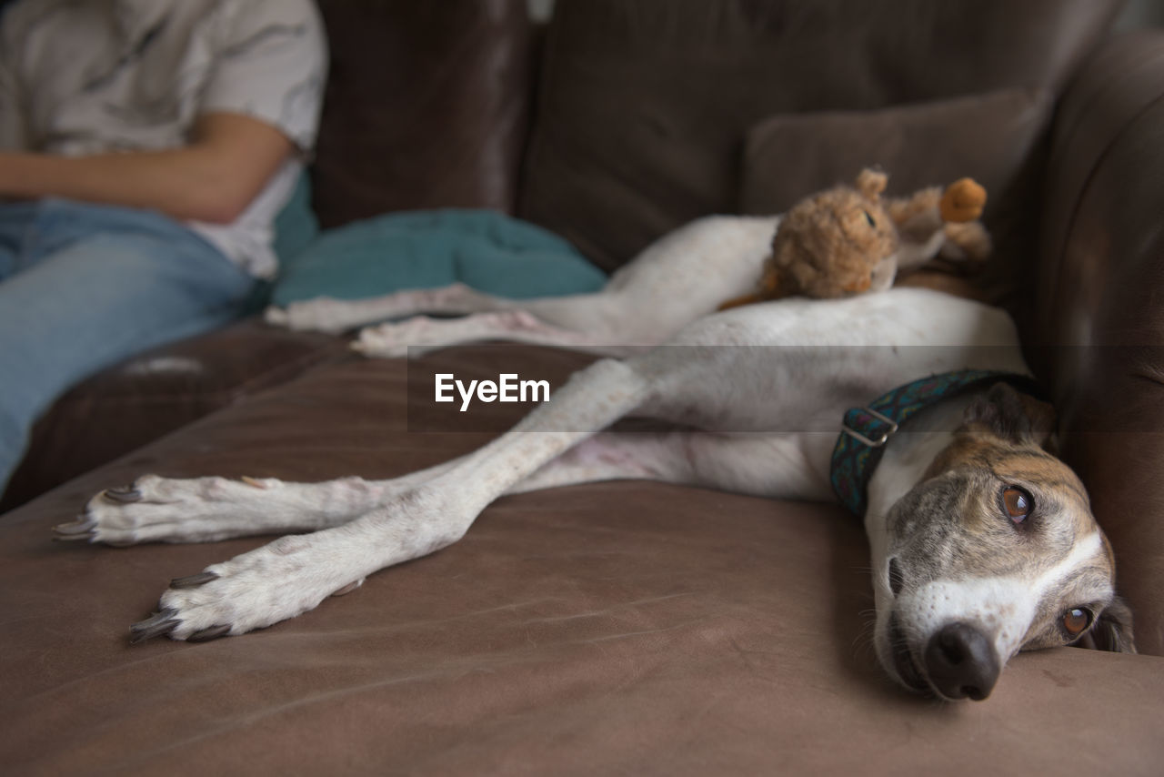 Full body of greyhound dog lying sideways on sofa, owner in background. her legs are crossed relaxed