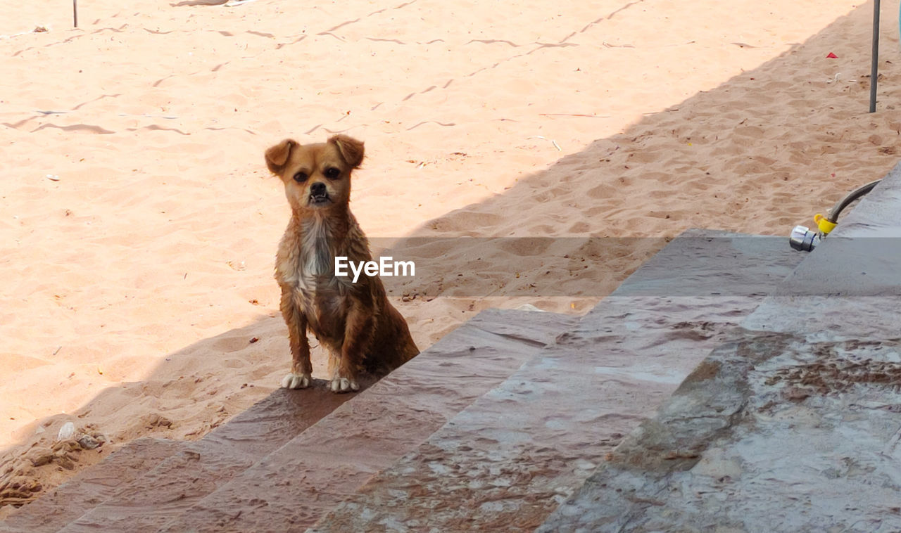 DOGS SITTING ON SAND