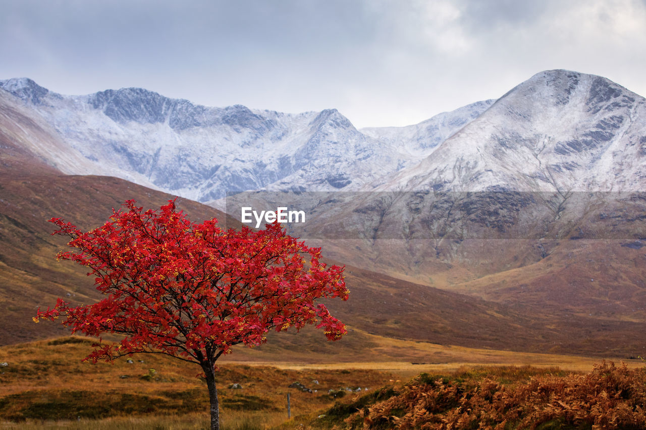 Red flowering tree against mountains