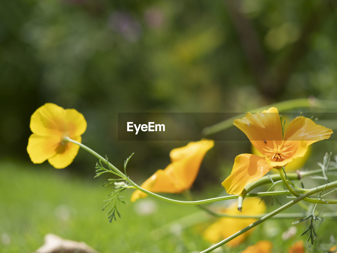 CLOSE-UP OF YELLOW FLOWER