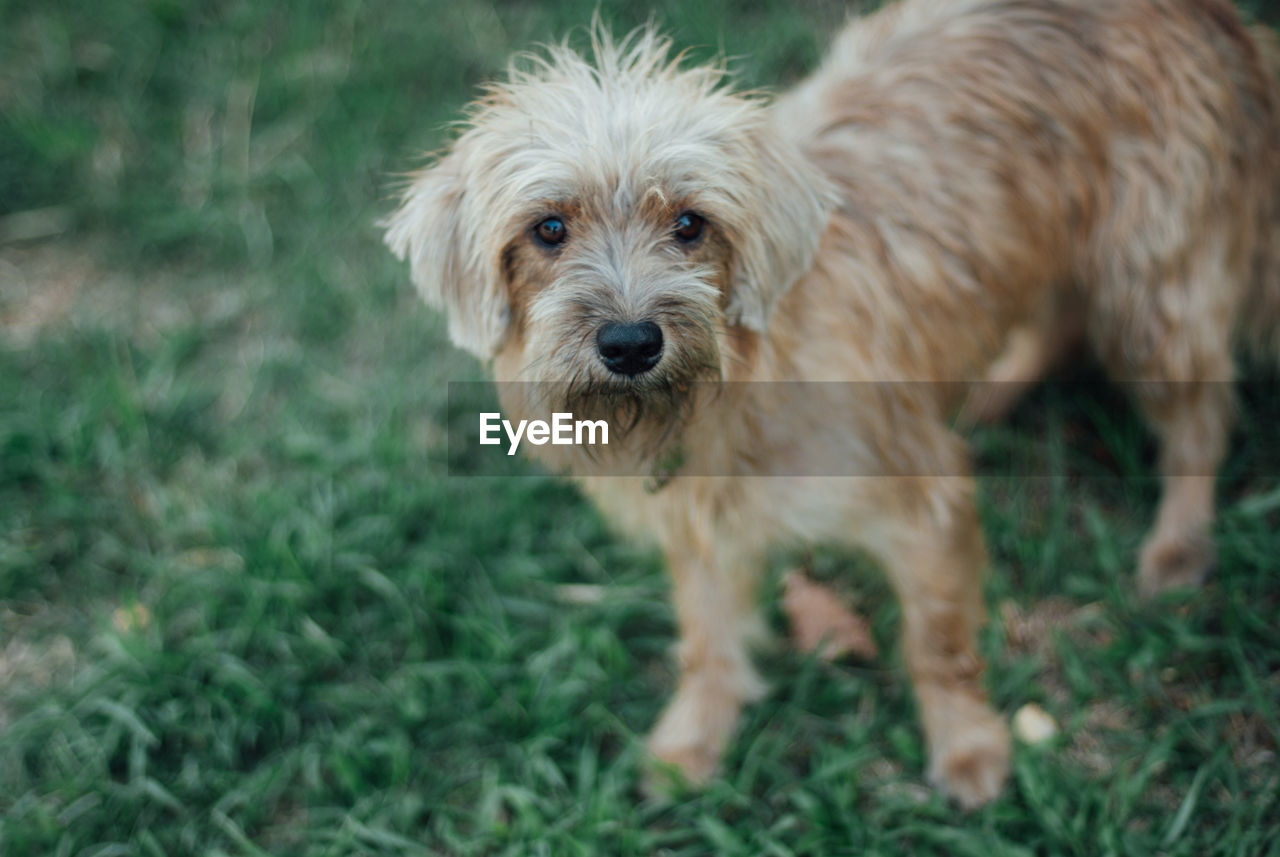 Portrait of dog standing in field