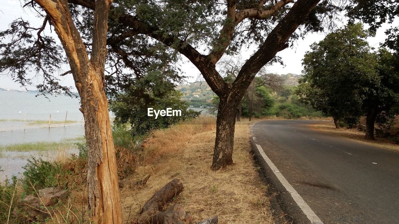 ROAD PASSING THROUGH TREES