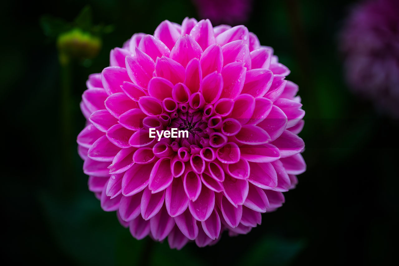 Close-up of pink dahlia flower