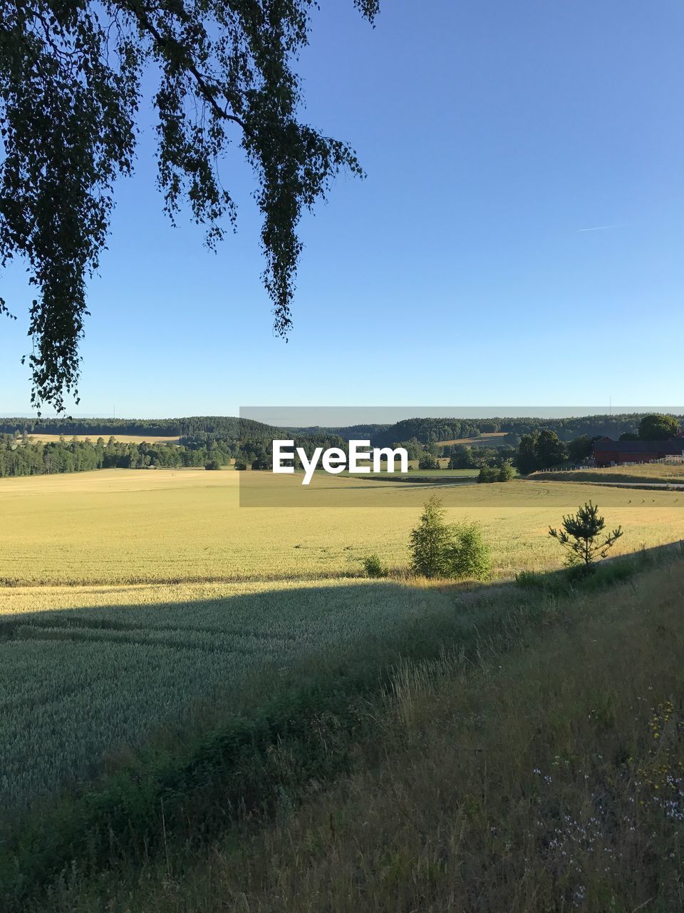 SCENIC VIEW OF FIELD AGAINST CLEAR SKY