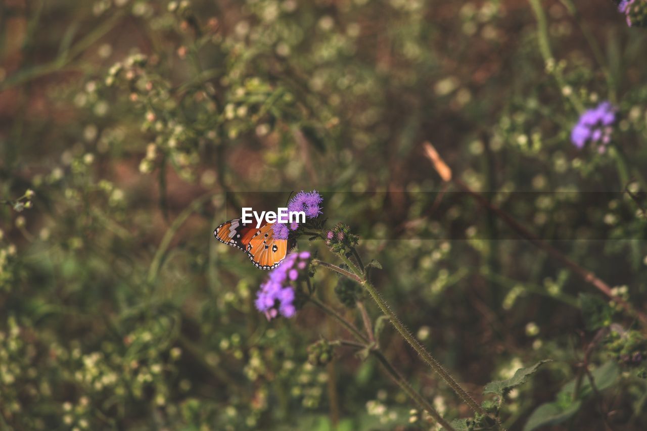 CLOSE-UP OF BUTTERFLY POLLINATING ON PURPLE FLOWER