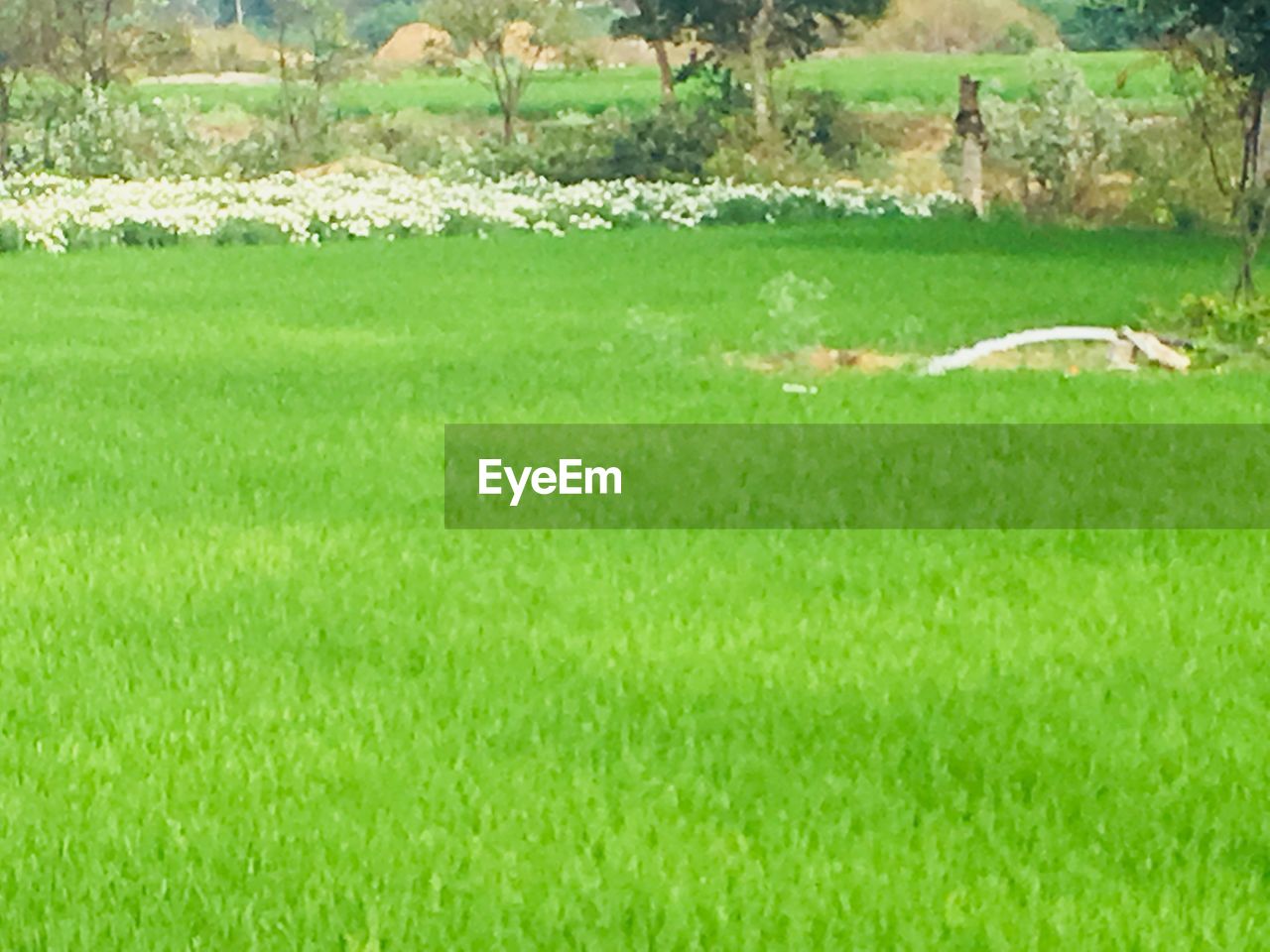 CLOSE-UP OF SHEEP ON FIELD BY TREES