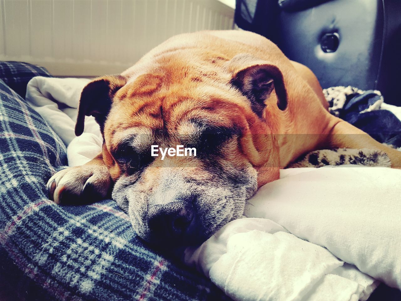 CLOSE-UP OF DOG LYING ON BED