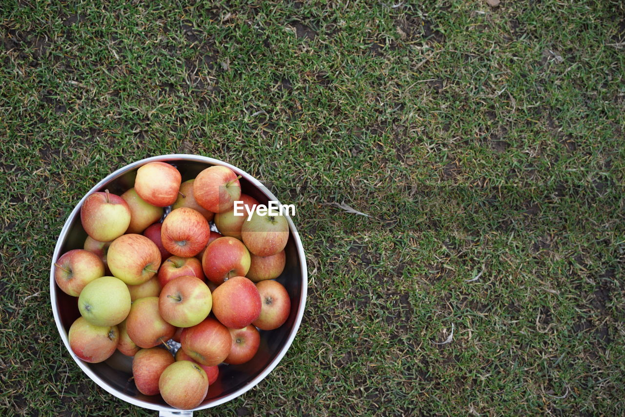 High angle view of apples in pan on grassy field