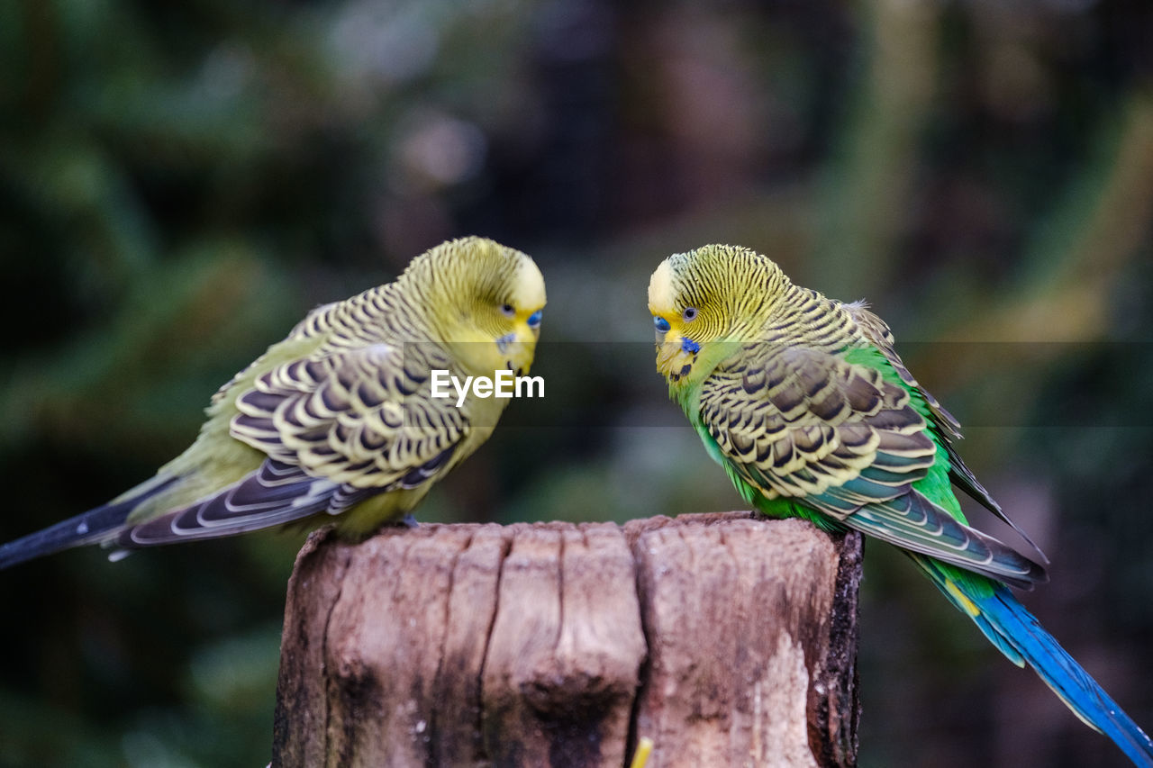 CLOSE-UP OF PARROT PERCHING