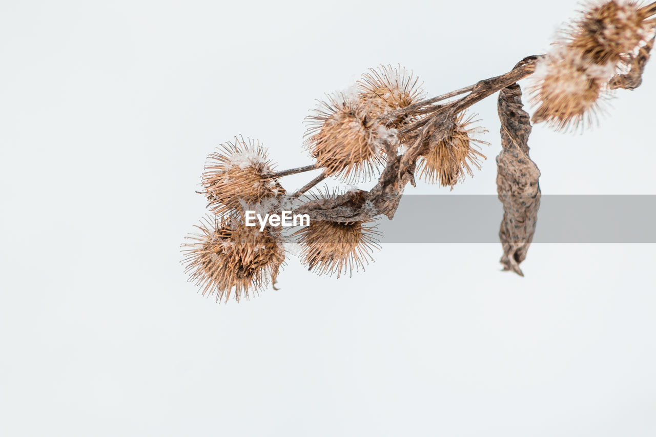 Wilted dandelion plants during winter