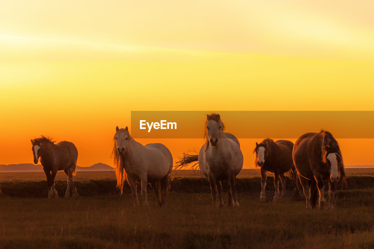 HERD OF HORSES ON FIELD