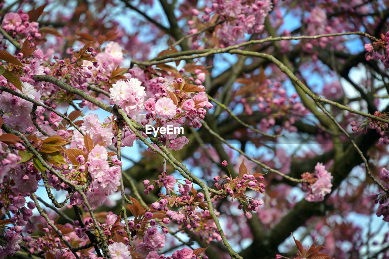 plant, flower, flowering plant, tree, fragility, growth, beauty in nature, blossom, springtime, pink, freshness, branch, nature, no people, cherry blossom, day, close-up, spring, focus on foreground, botany, low angle view, produce, outdoors, petal, inflorescence, twig, flower head, cherry tree, food