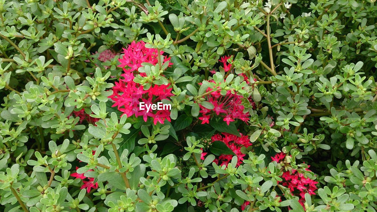 CLOSE-UP OF RED FLOWERS BLOOMING IN PLANT