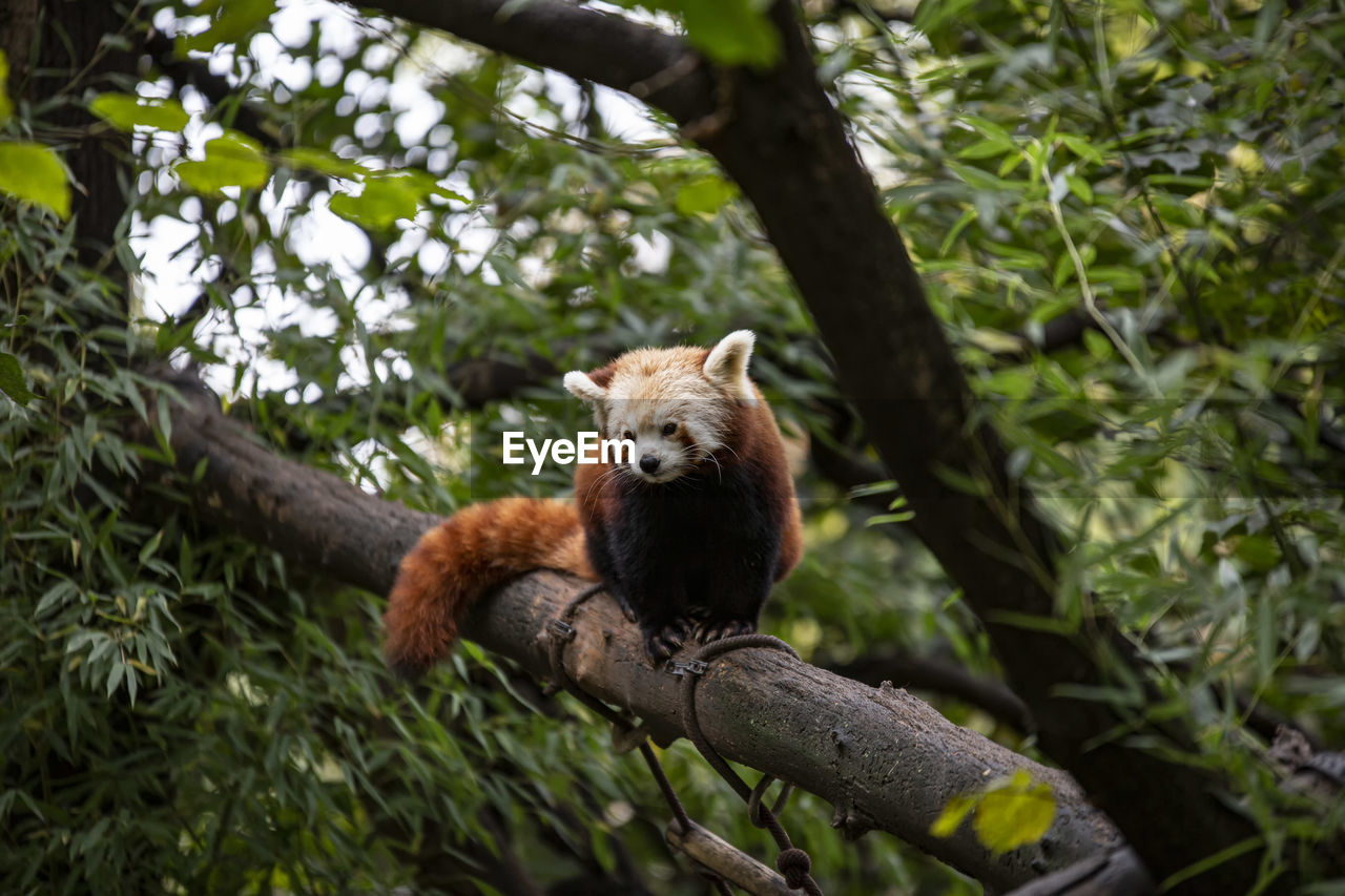 LOW ANGLE VIEW OF ANIMAL ON TREE