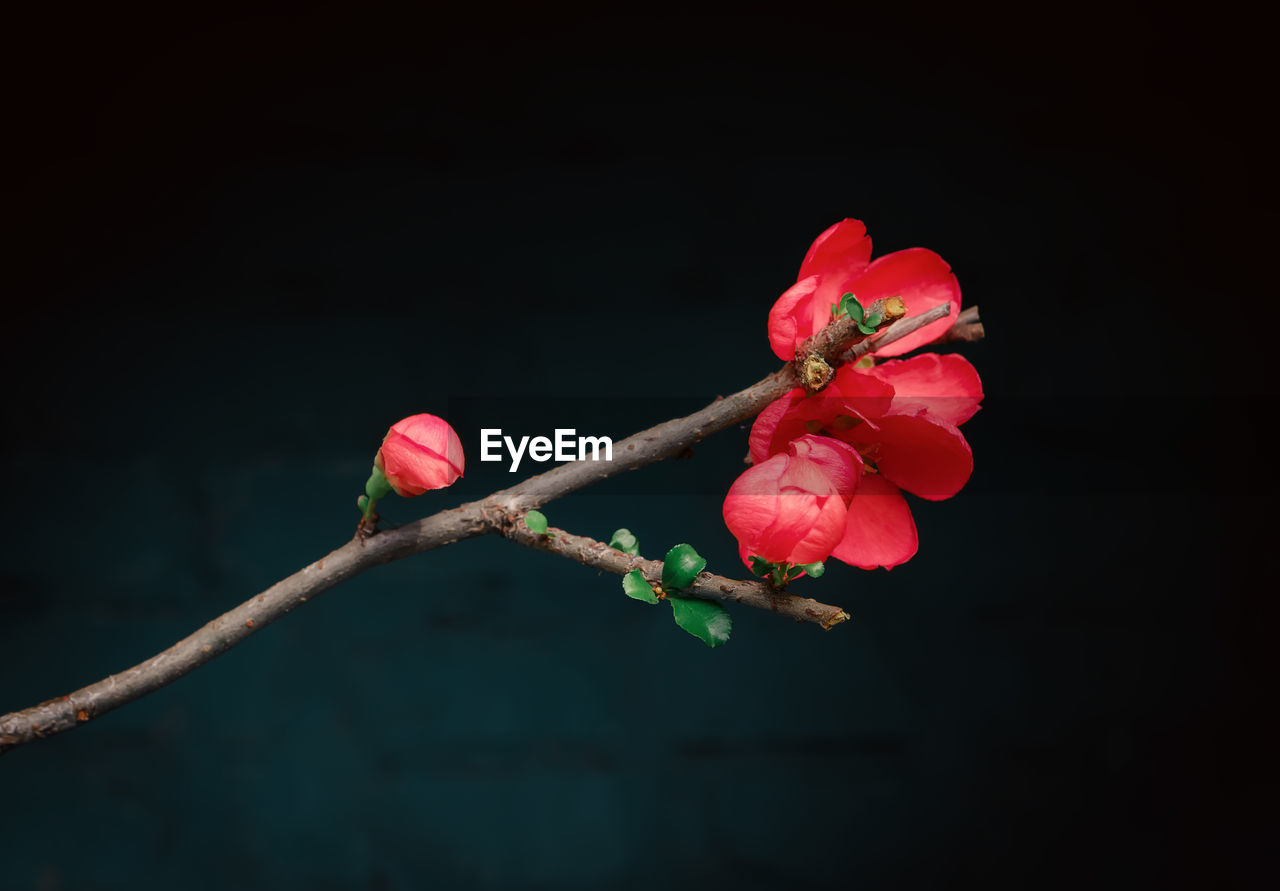 Red flower of japanese quince on a dark background. space for copy, selective focus.