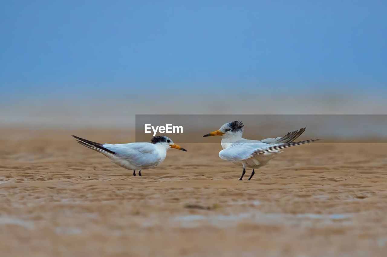 SEAGULLS FLYING OVER BEACH