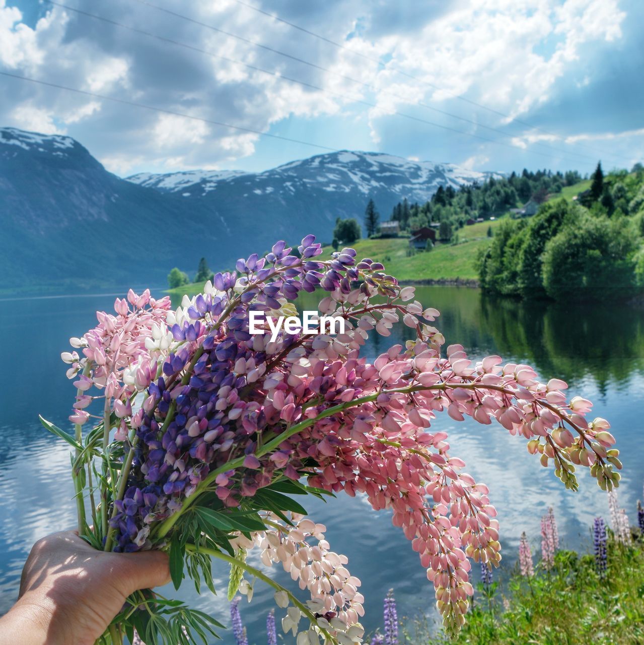FLOWERING PLANTS BY LAKE AGAINST MOUNTAIN
