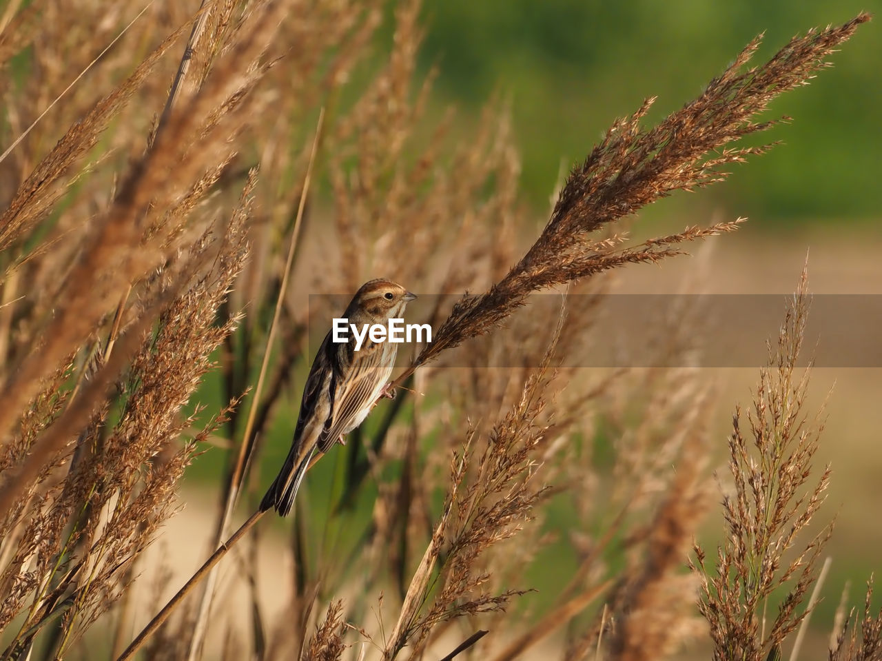 CLOSE-UP OF A BIRD PERCHING ON PLANT