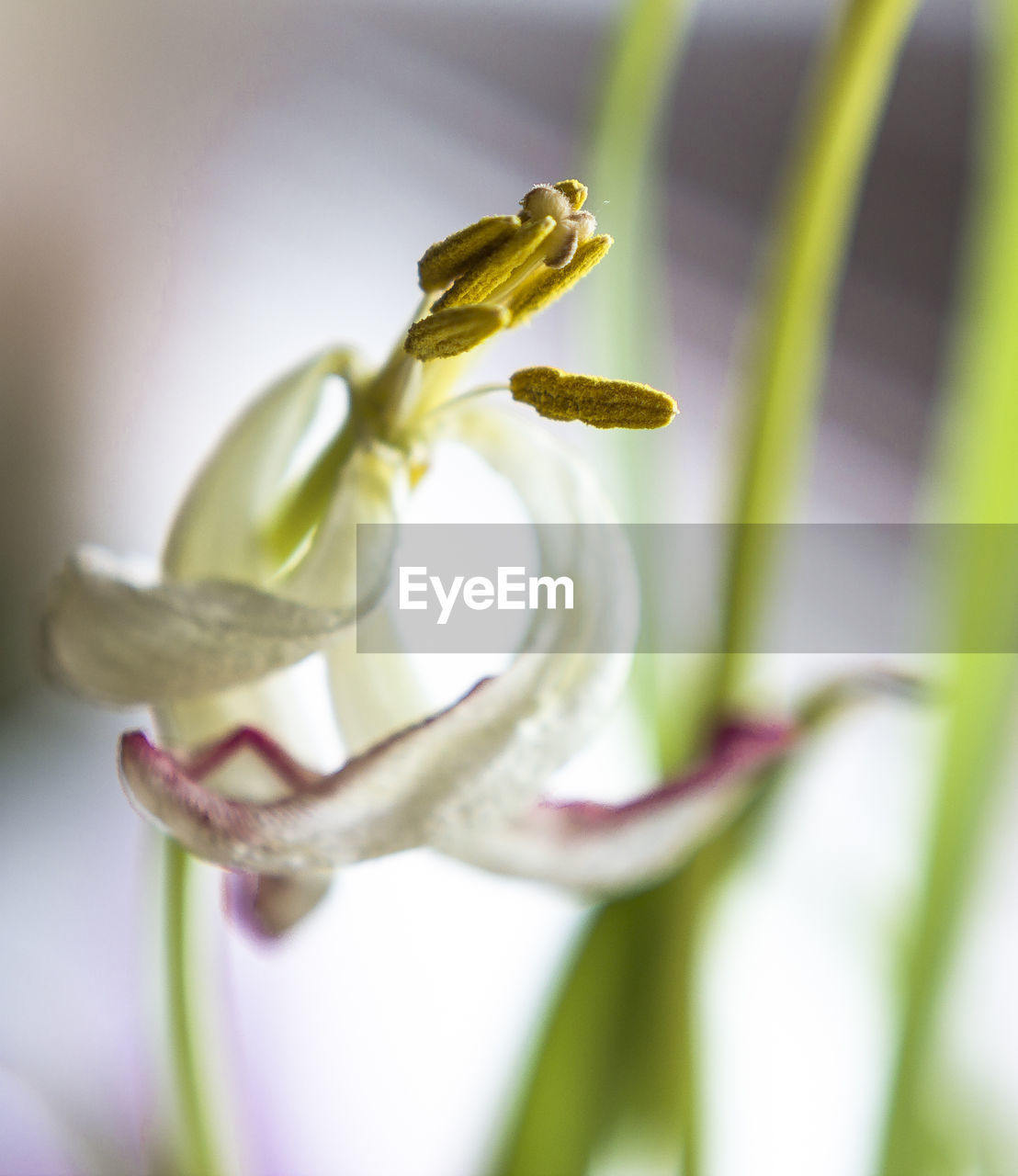 CLOSE-UP OF GRASSHOPPER ON FLOWER