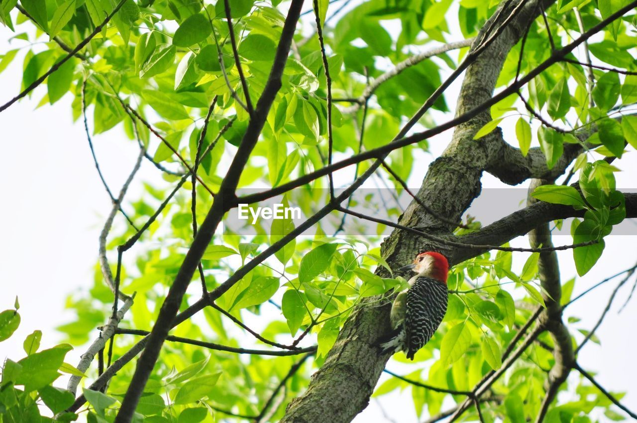 Low angle view of bird perching on tree