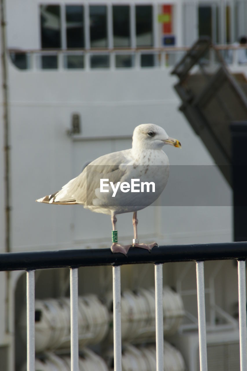 bird, animal themes, animal, animal wildlife, gull, wildlife, one animal, perching, seagull, railing, european herring gull, seabird, focus on foreground, architecture, beak, no people, white, day, building exterior, built structure, full length, outdoors, nature, dove - bird