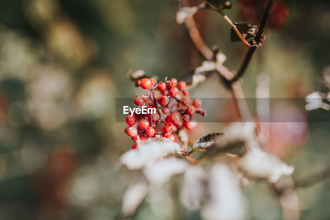 Close-up of red berries on tree