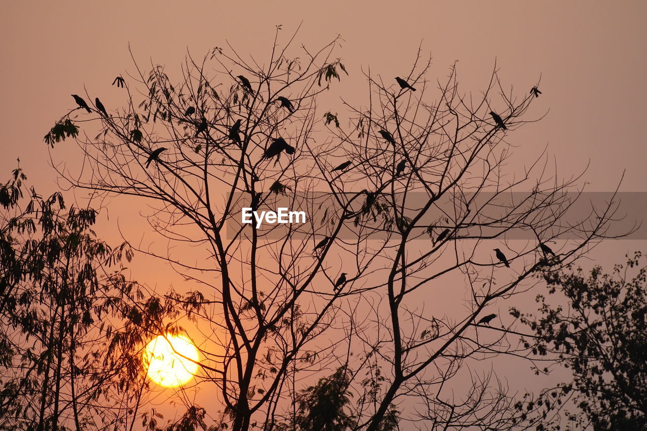 SILHOUETTE BARE TREE AGAINST ORANGE SKY