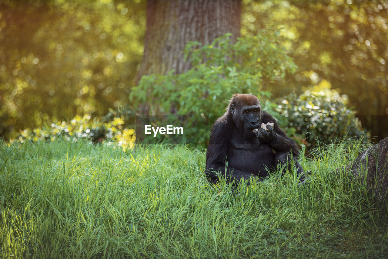 Gorilla female sitting in the grass and eating