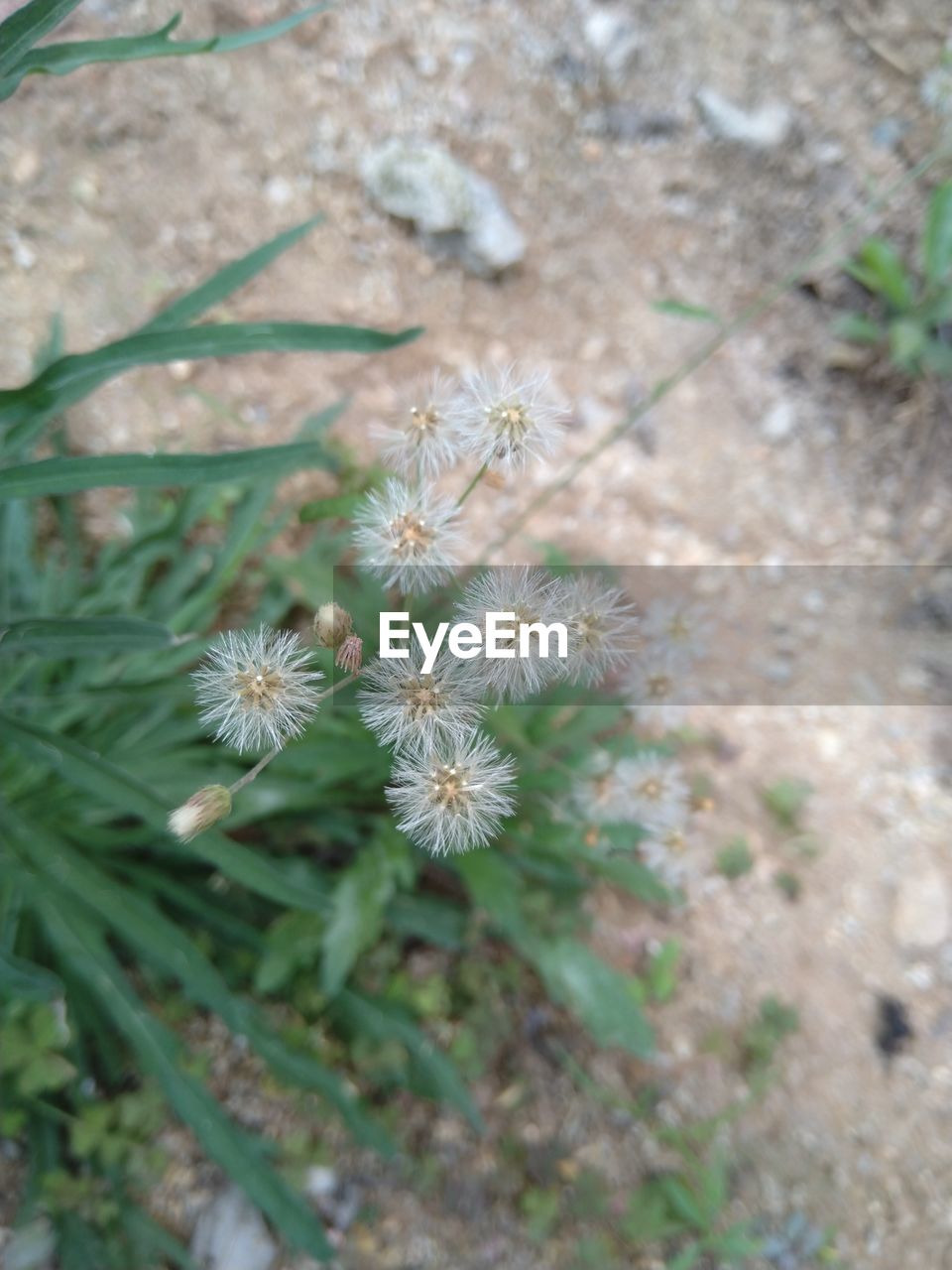 plant, flower, flowering plant, beauty in nature, nature, growth, freshness, fragility, close-up, focus on foreground, no people, day, wildflower, high angle view, land, inflorescence, flower head, outdoors, field, botany, green, white