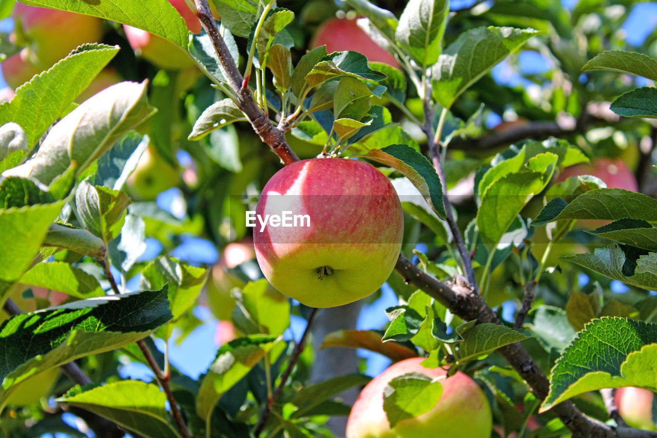 CLOSE-UP OF APPLES ON TREE
