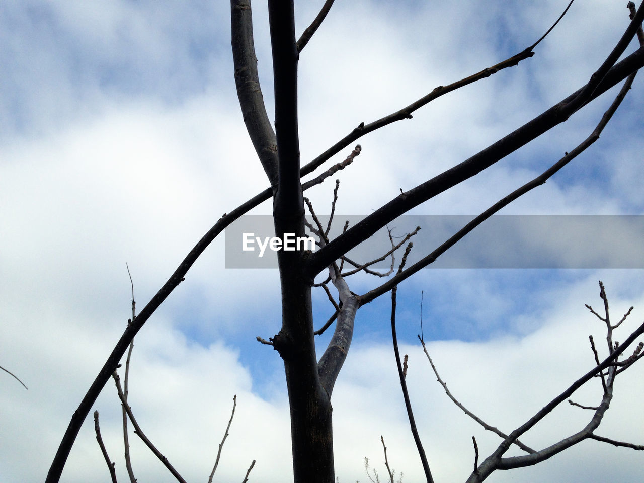 Low angle view of bare tree against cloudy sky