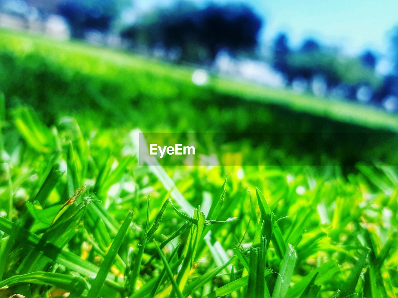 CLOSE-UP OF PLANTS GROWING ON FIELD