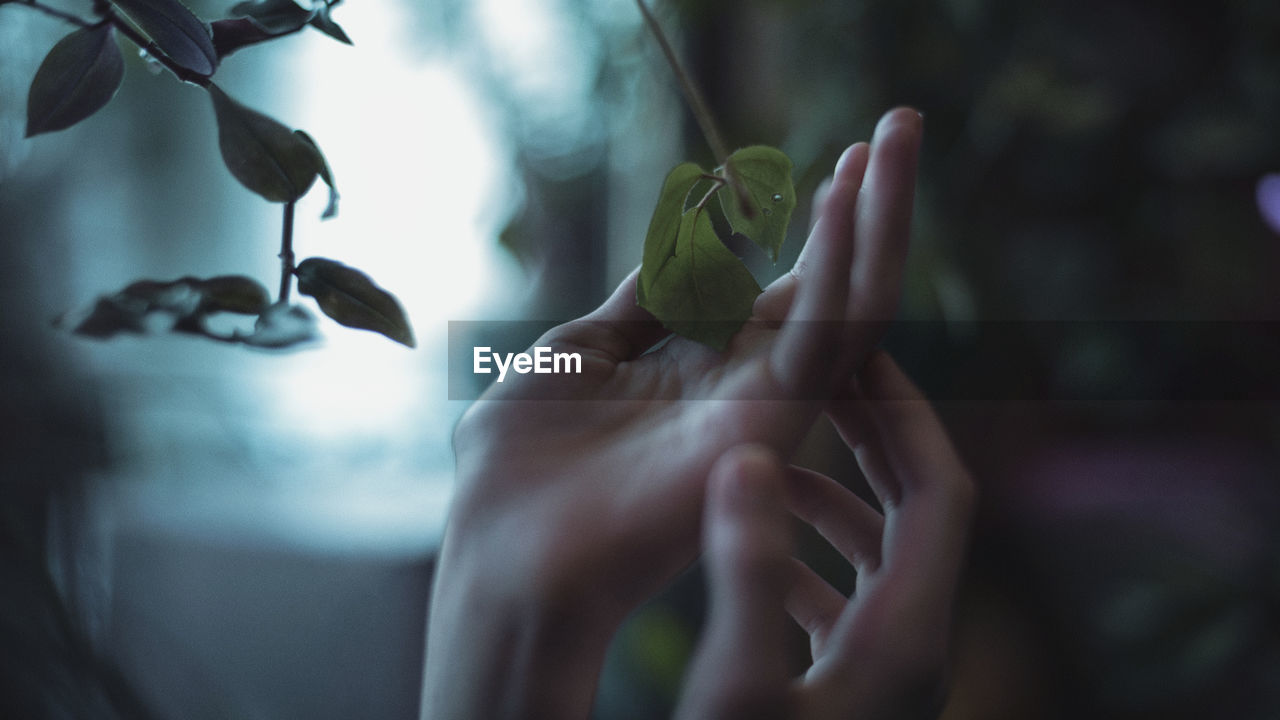 Close-up of hand holding leaves