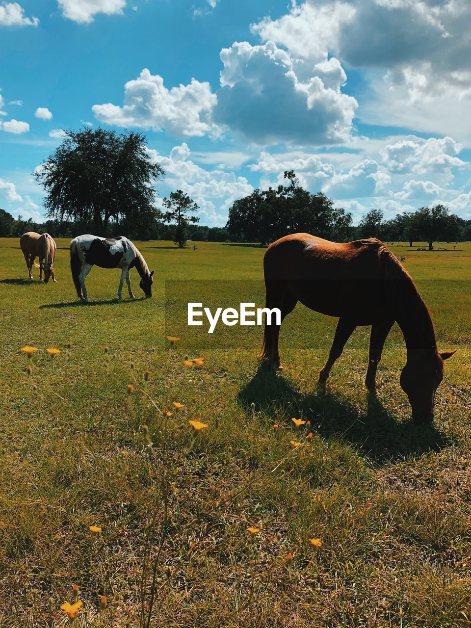 HORSE GRAZING IN THE FIELD