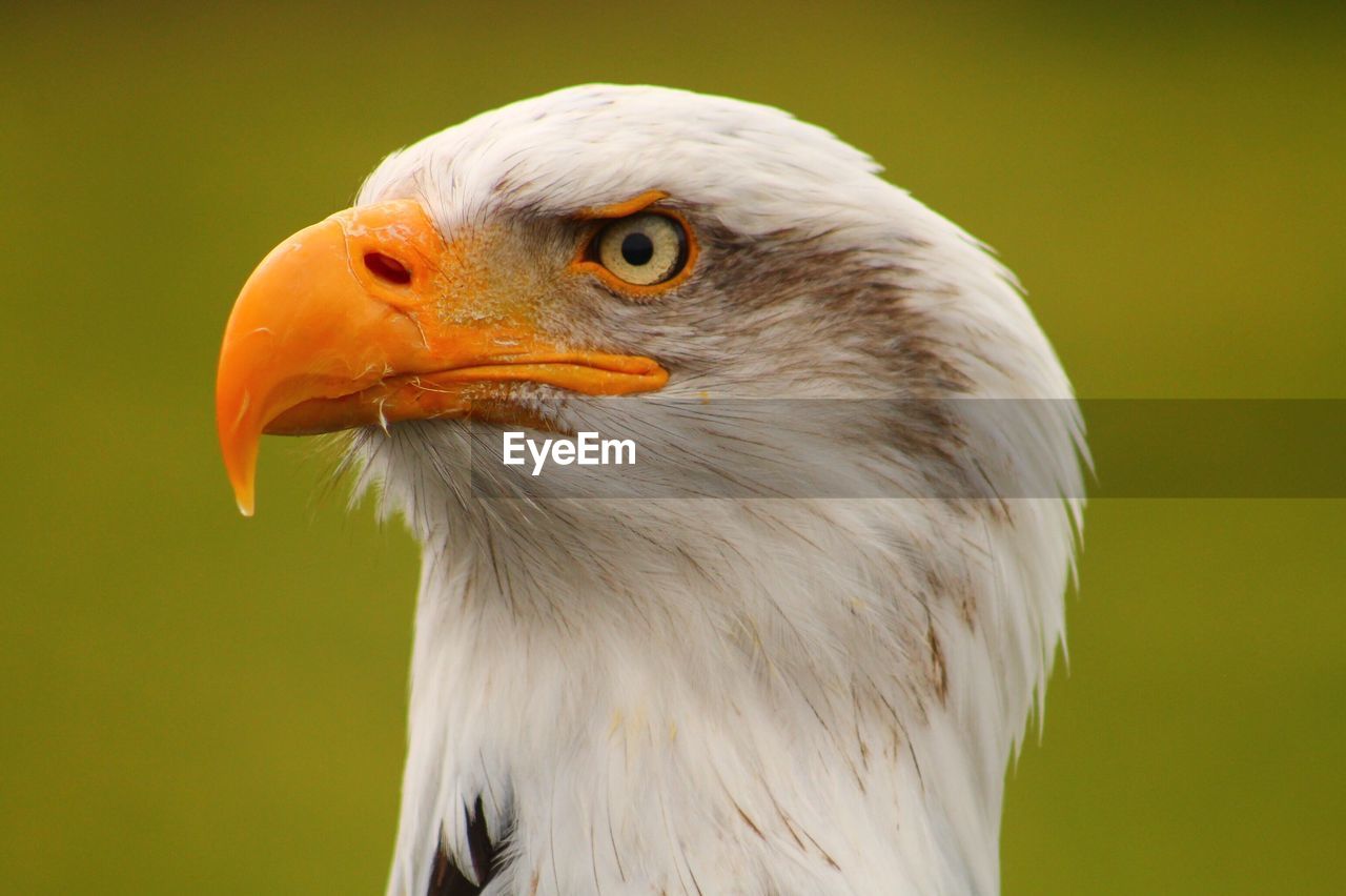 Close-up of eagle