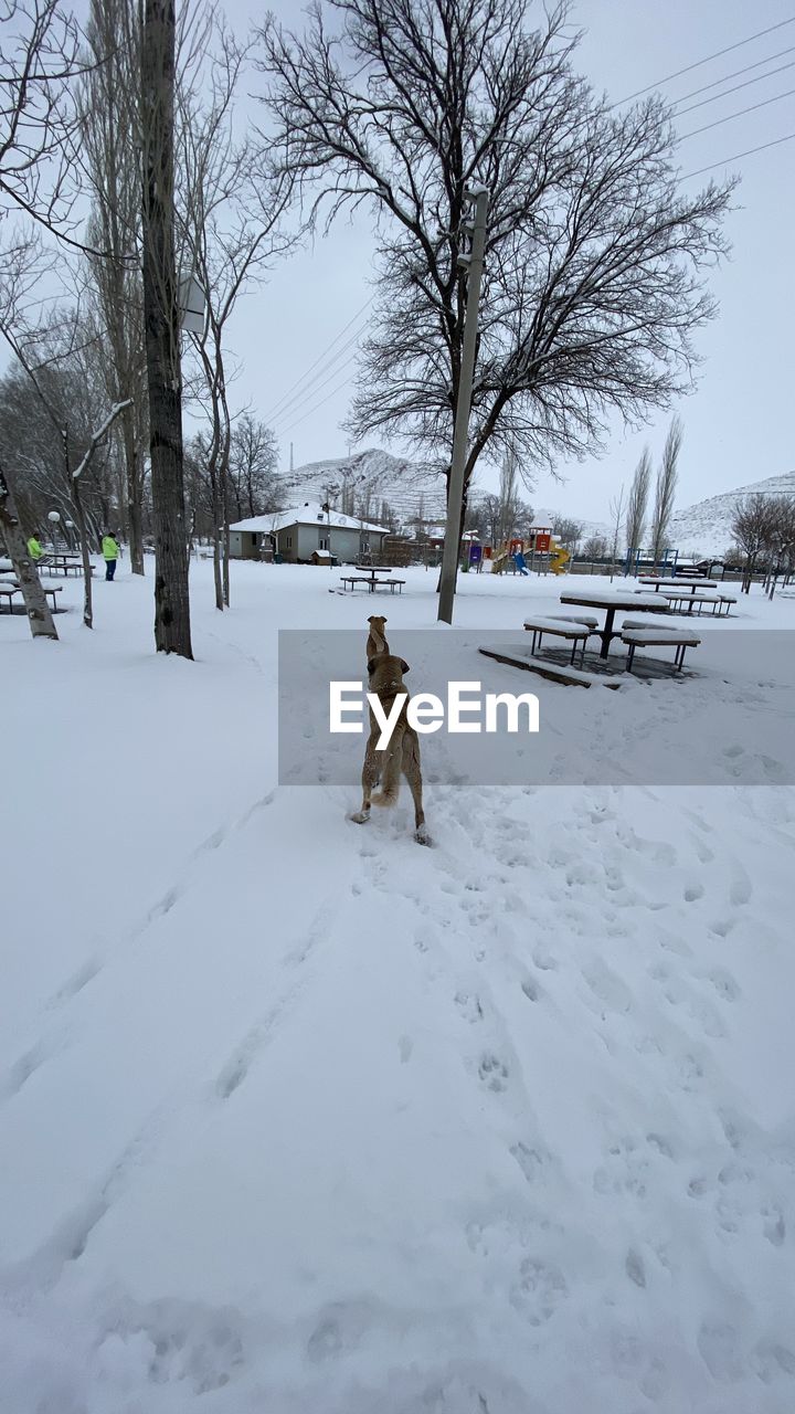 Rear view of dog on snow covered landscape